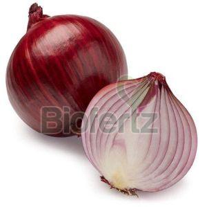 Fresh Red Onion, Packaging Size : 10 Kg, Packaging Type : Gunny Bag For Human Consumption