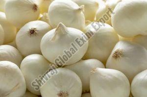 A Grade White Onion 7-15 Days, Packaging Type : Plastic Bag, Packaging Size : 5-25kg