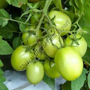 Fresh Green Tomato, Packaging Size : 5-25kg, Packaging Type : Crate