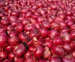 Fresh Red Onion 7-15days, Packaging Type : Plastic Bag, Packaging Size : 5-25kg