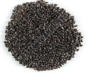 Organic Holy Basil Seeds 100%