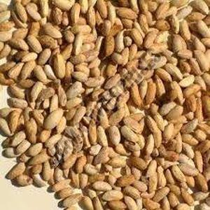 Organic Neem Seeds, Color : Brown Dried, Grade : Food Grade