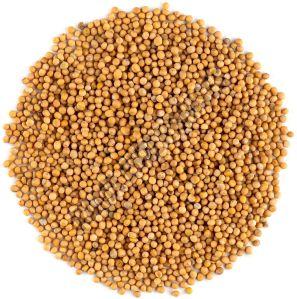 Yellow Mustard Seeds For Cooking