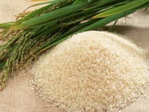 Natural Broken Basmati Rice, Color : Cream, Packaging Type : Bag, Packaging Size : 20 Kg