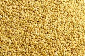 Foxtail Millet