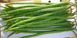 Natural Fresh Drumstick, Color : Green For Use In Cooking