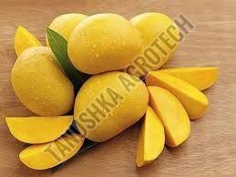 Organic Fresh Mango, Color : Yellow