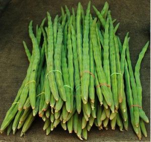 Organic Fresh Drumsticks, Color : Green Natural For Cooking