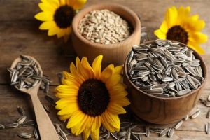 Sunflower Seeds, Color : Black Dried, Packaging Type : PP Bags