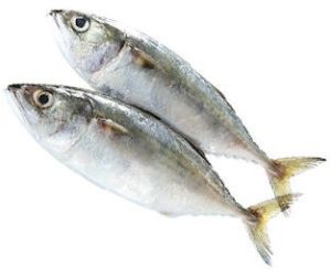 Indian Mackerel Fish