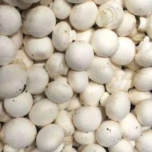 Premium Button Mushroom, Color : White, Packaging Size : 200 Gm, Packaging Type : Plastic Packet