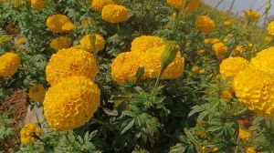 Fresh Marigold Flower