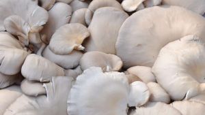 dry oyster mushroom