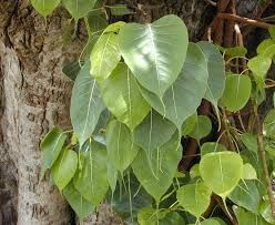 Ficus Religiosa Dry  Leaves