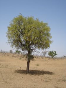 Prosopis Cineraria Dry  Leaves