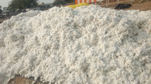 Indian Raw Cotton