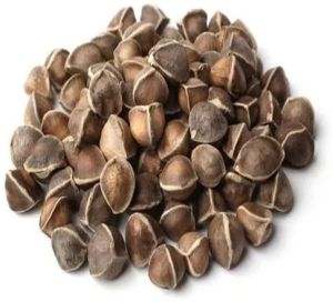 Raw Organic Moringa Seeds, Color : Brown, Grade Standard : Food Grade, Purity : 100%