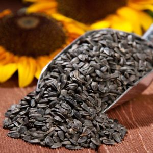 Sunflower Seeds, Color : Black Dried, Packaging Type : PP Bags