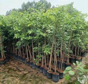 1.5 Feet Chandan Plants, Color : Green, Botanical Name : Santalum Album For Plantation