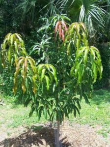 Amrapali Mango Plants, Color : Green