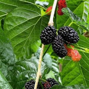 Natural Blackberry Plants, Color : Green For Fruits