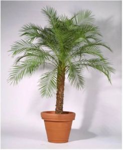 Date Palm Plants, Color : Natural Green