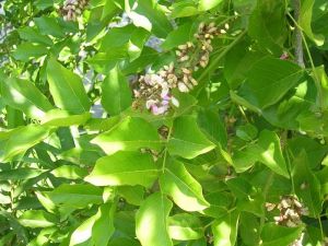 Green Karanja Plants