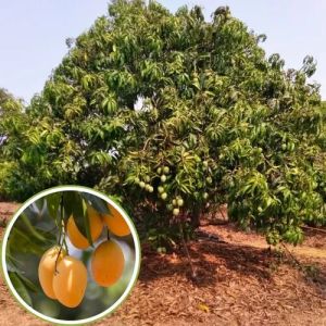 Natural Hapus Mango Plants, Color : Green