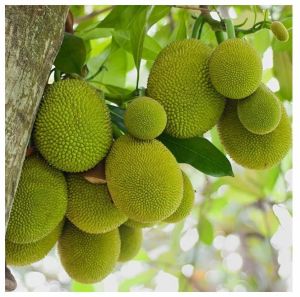 Jackfruit Plants