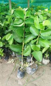 Red Diamond Guava Plant