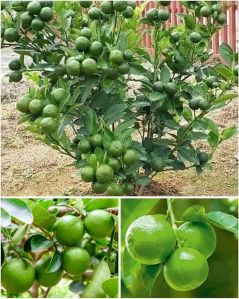 Seedless Lemon Plants