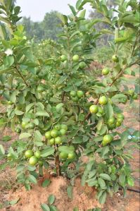 Taiwan Pink Guava Plants