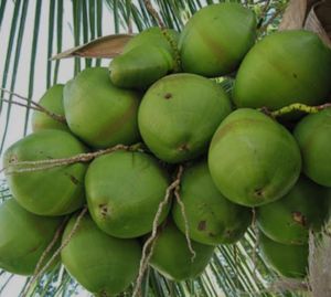 Tender Coconut