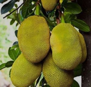 Jack Fruit (Suppliere)