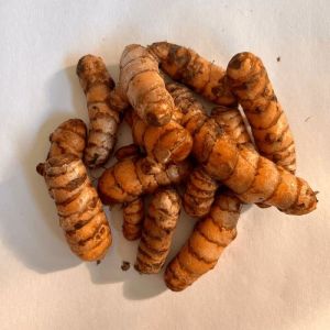 Turmeric