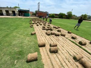 Bermuda Grass