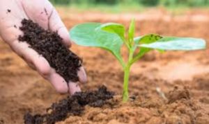 Vermicompost