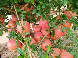 Pomegranate