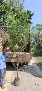 Conocarpus Plants