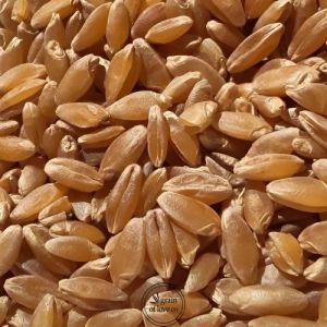 50 Kg Durum Wheat, Cultivation Type : Organic