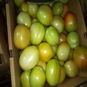 Fresh Green Tomato