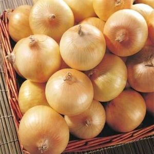Fresh Yellow Onion, Cultivation Type : Organic for Cooking
