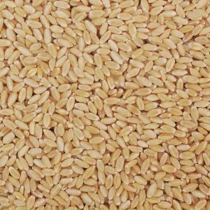 Lokwan Wheat