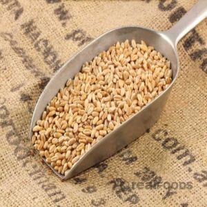 Organic Wheat, Packaging Type : PP Bag, Packaging Size : 50-100kg
