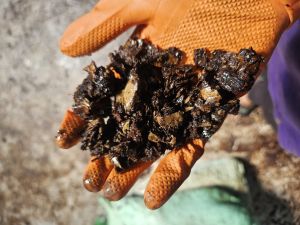 Raw Natural Cashew Nut Shell Cake