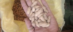 Roasted Peanuts