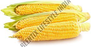 Organic Yellow Corn Maize, Packaging Size : 10kg, 20kg, 25kg