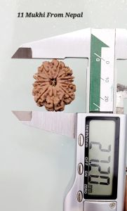 11 Mukhi Rudraksha