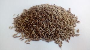 cumin seeds