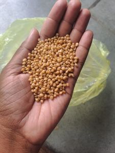 25 Kg Sona Moti Wheat for Flour, Packaging Type : PP Bag